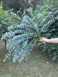 Eucalyptus Bunch