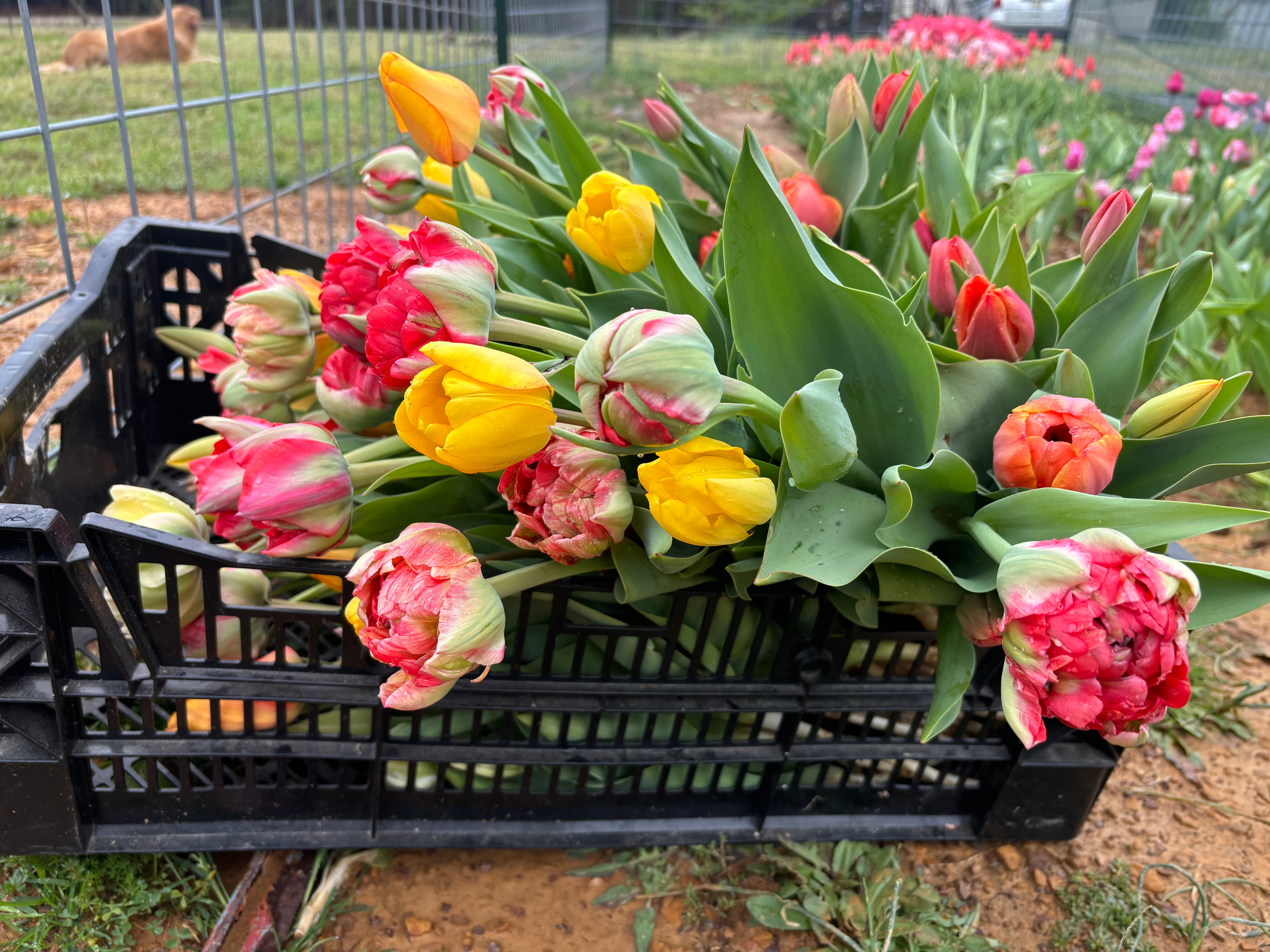 Kalyx Flower Club Deluxe Weekly Membership