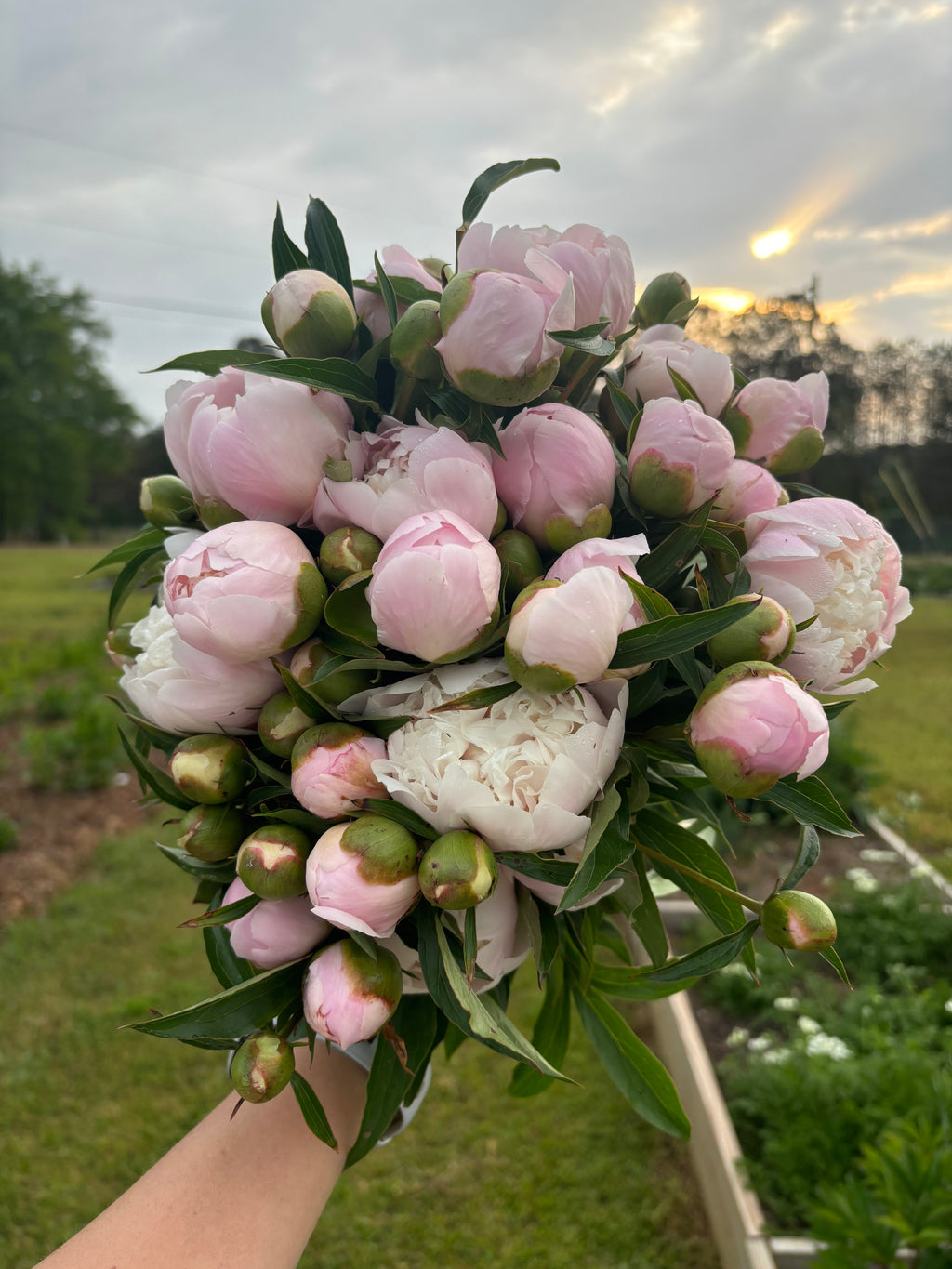 Kalyx Flower Club Deluxe Weekly Membership