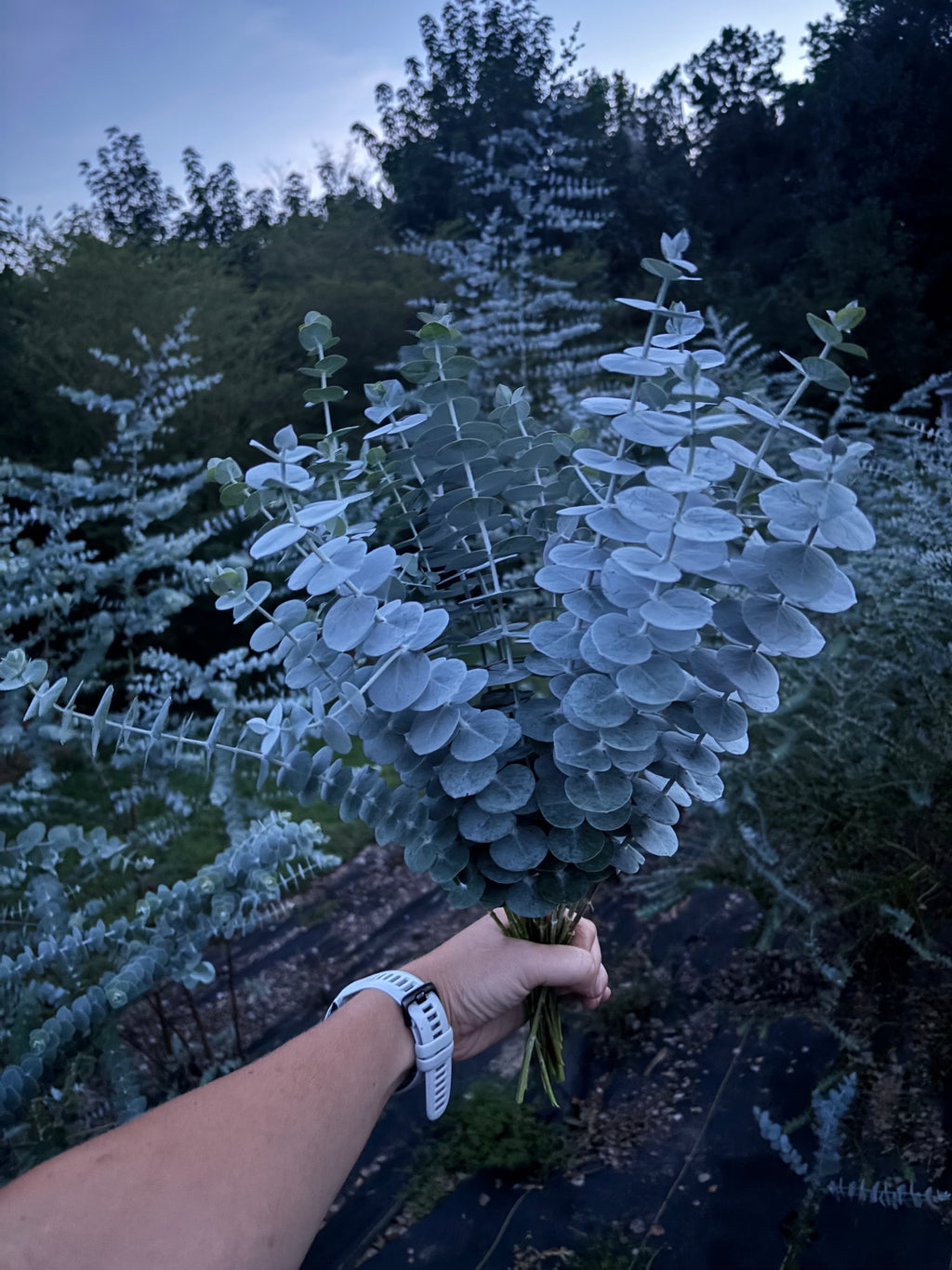 Eucalyptus Bunch