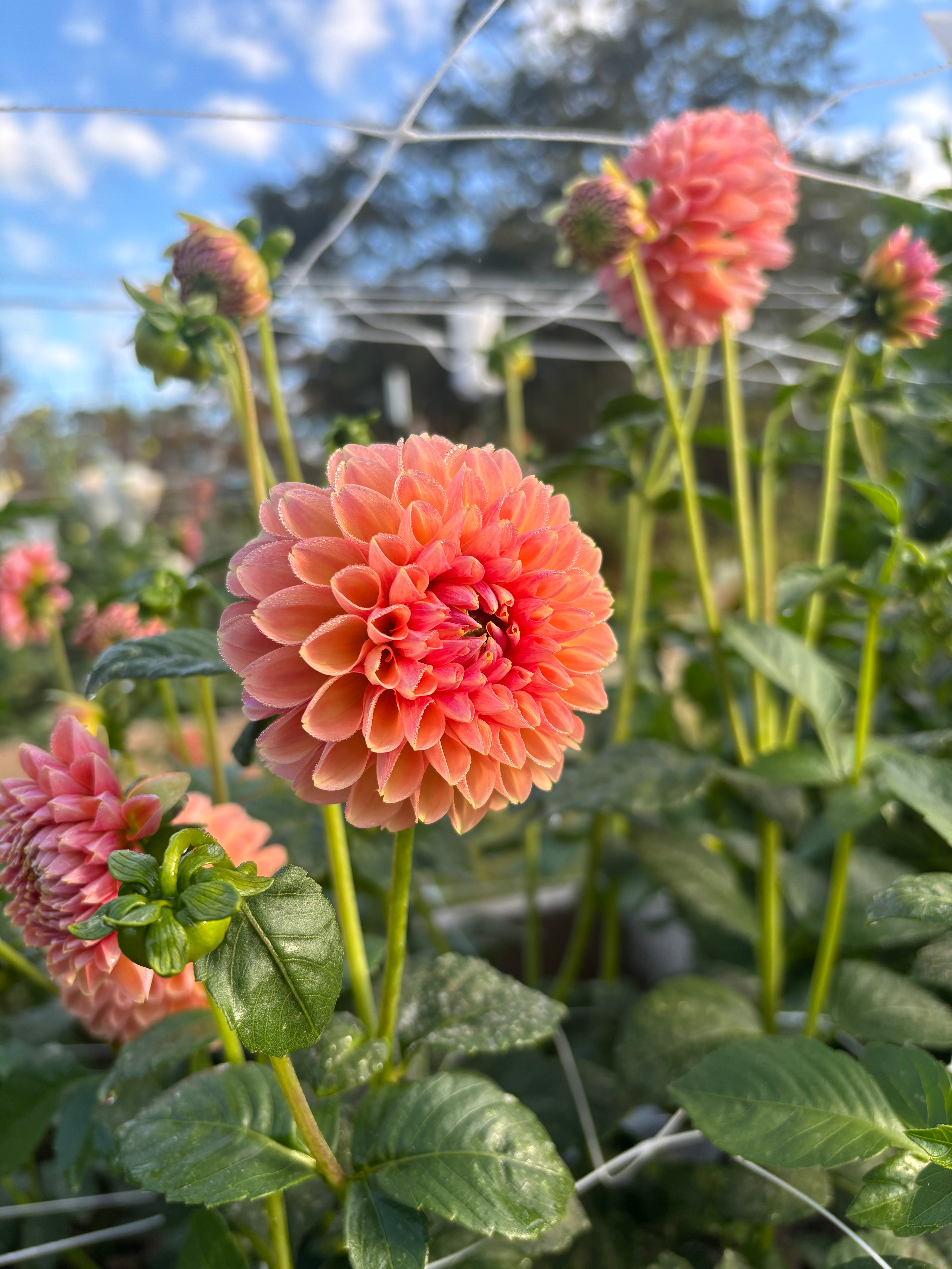 Fall 2026 Dahlia Subscription