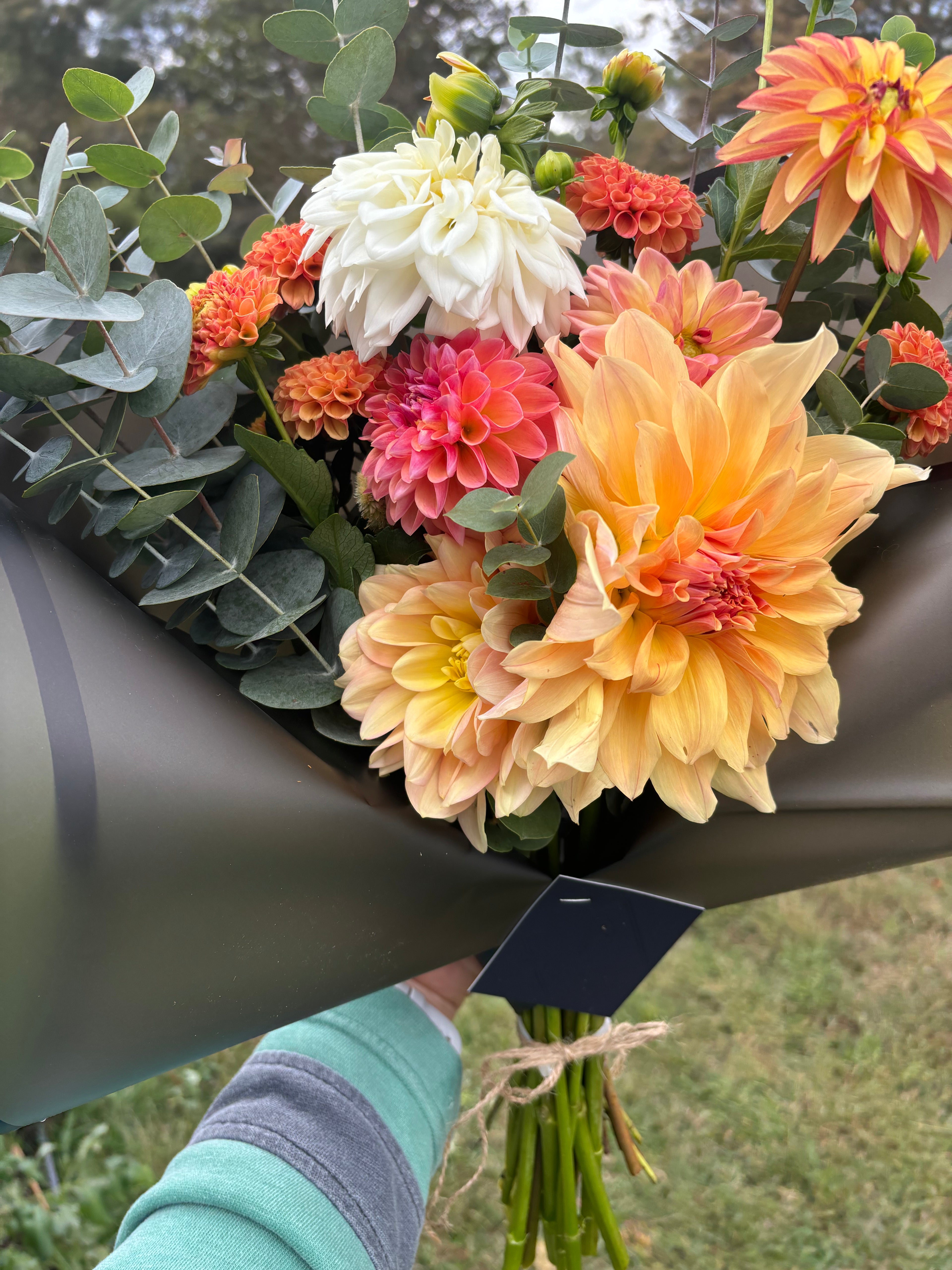 Fall 2026 Dahlia Subscription