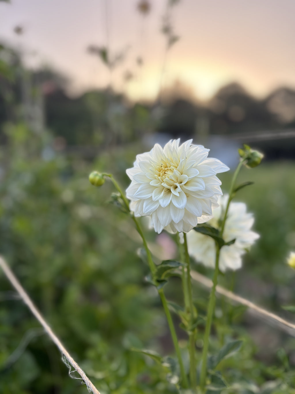 Fall 2026 Dahlia Subscription + Four Week Season Extender Add on (Sept 11-Oct 30)