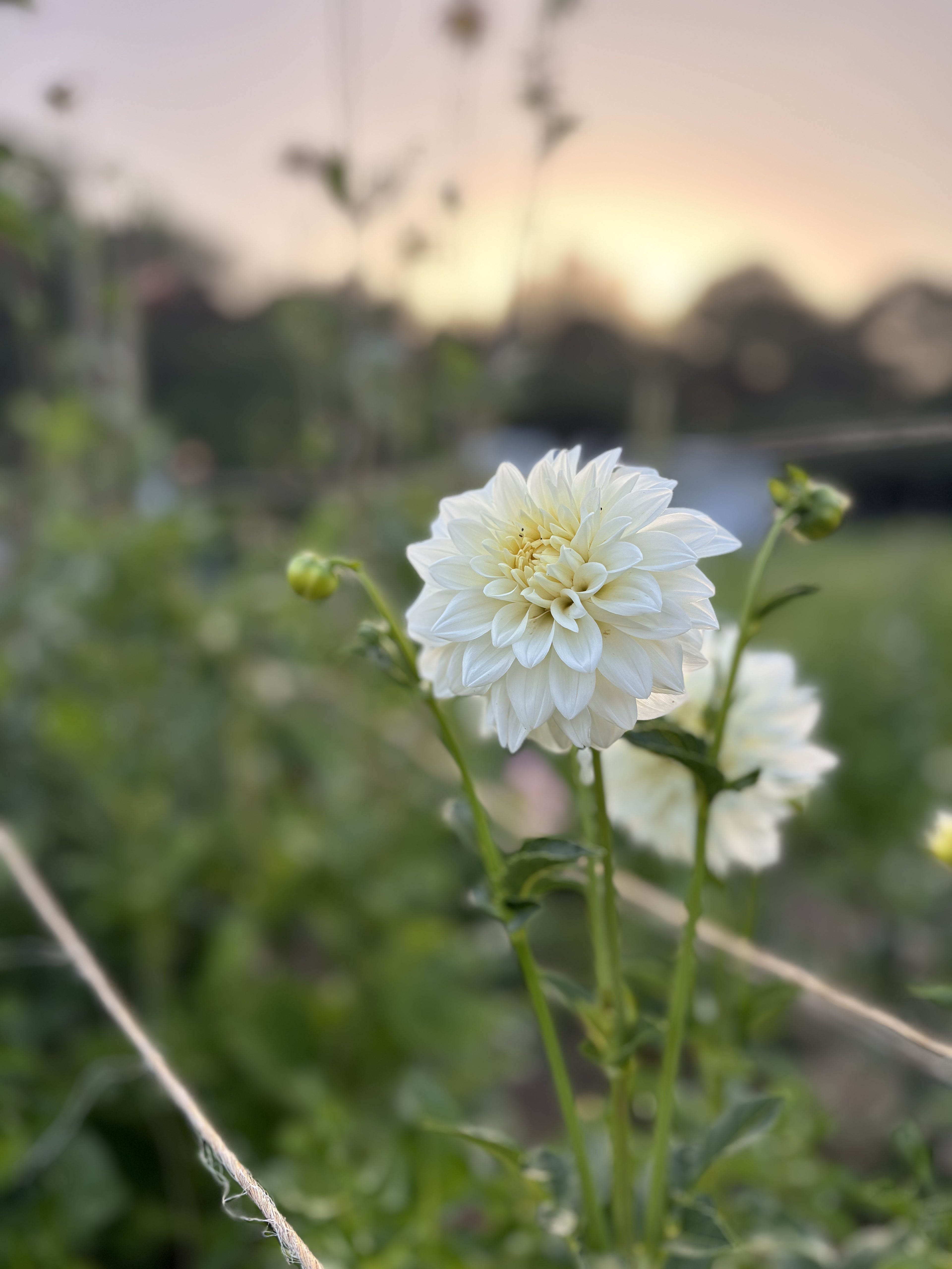 Fall 2026 Dahlia Subscription + Four Week Season Extender Add on (Sept 11-Oct 30)