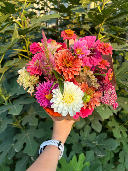 Fall 2026 Dahlia Subscription