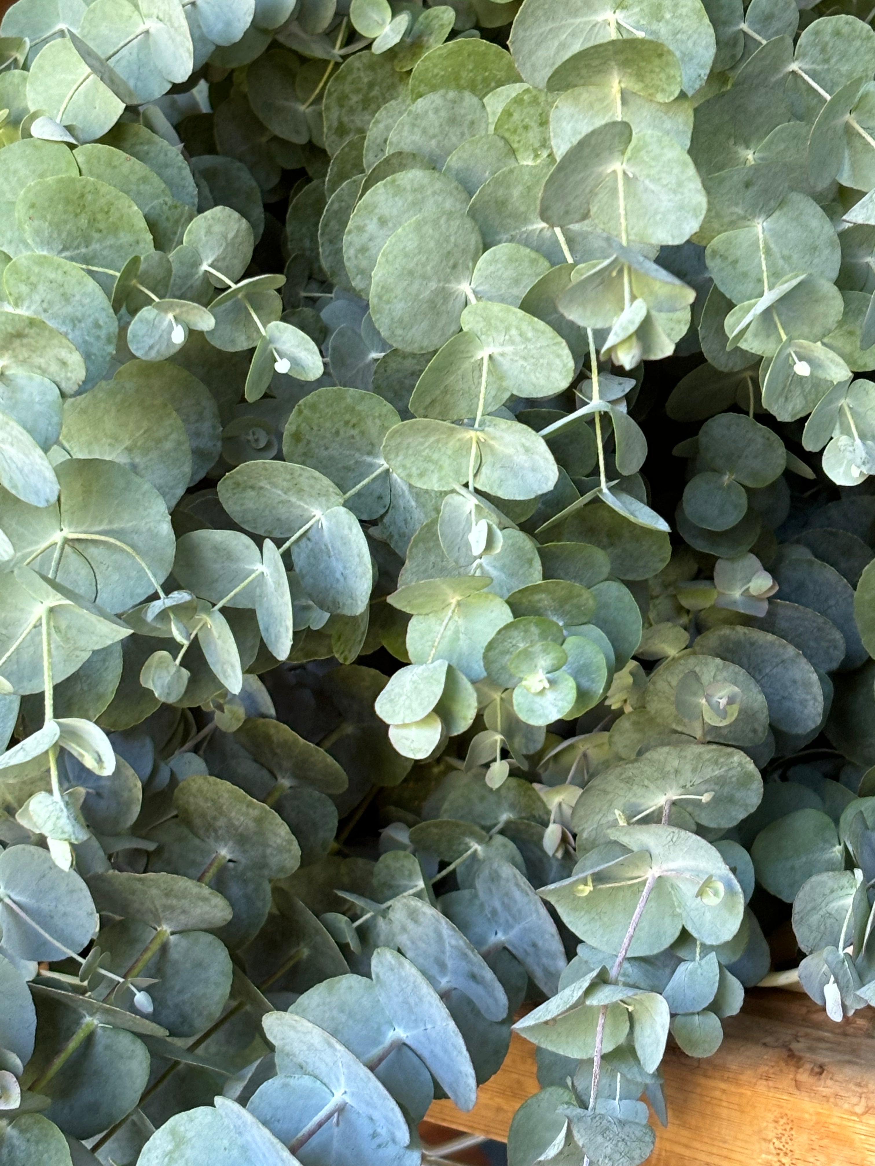 Eucalyptus Bunch