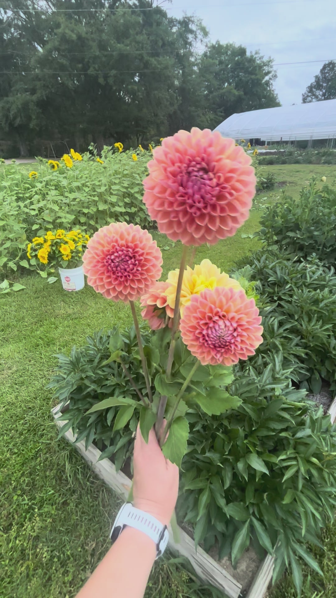 Fall 2026 Dahlia Subscription + Four Week Season Extender Add on (Sept 11-Oct 30)